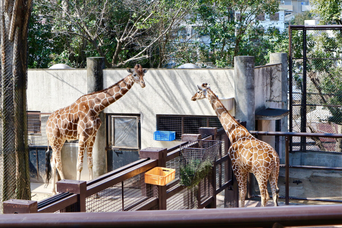 王子動物園