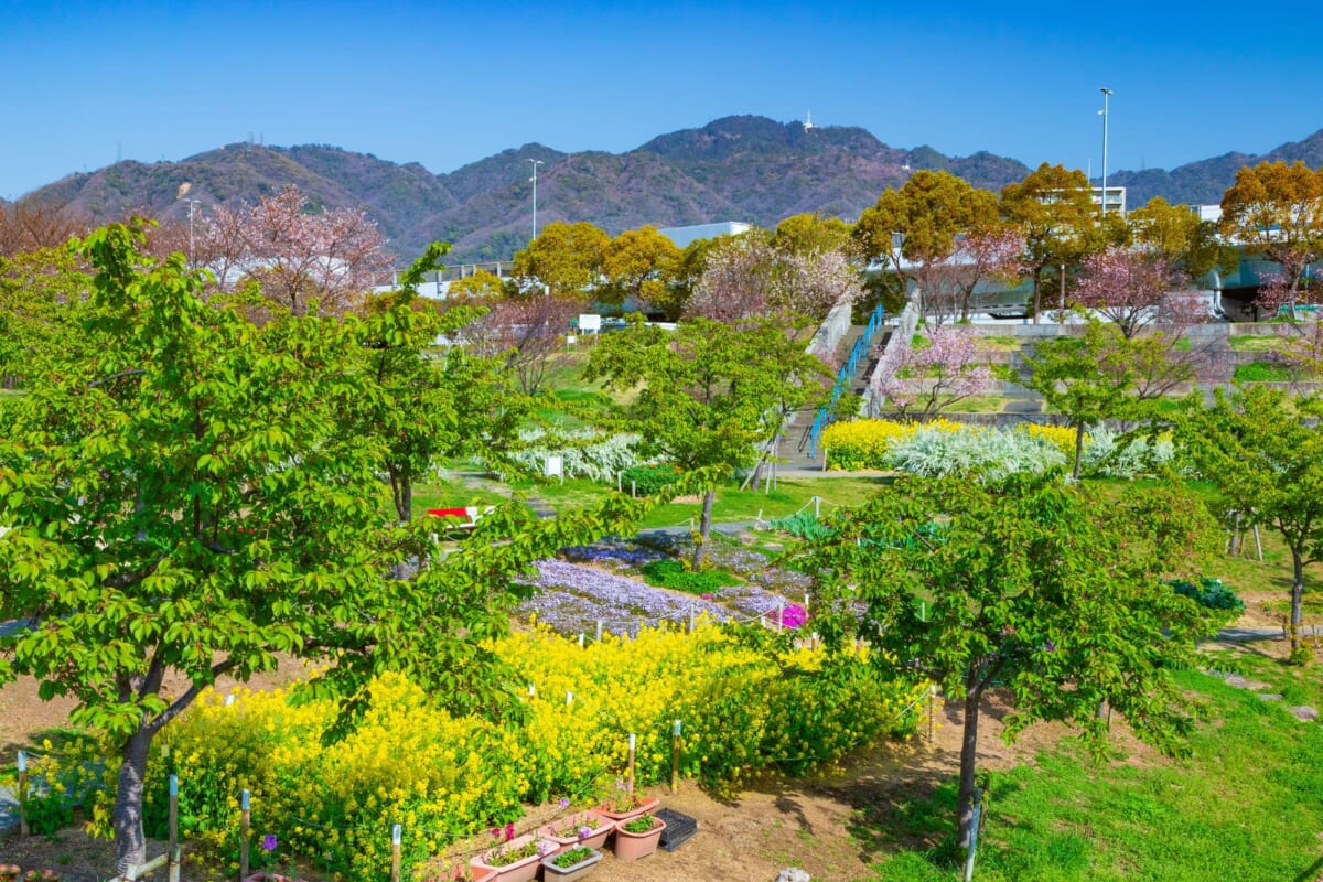 西郷川　河口公園