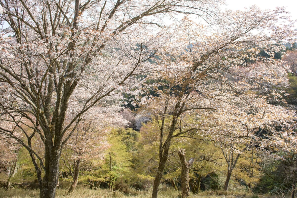 王子公園駅周辺に住むなら気を付けること